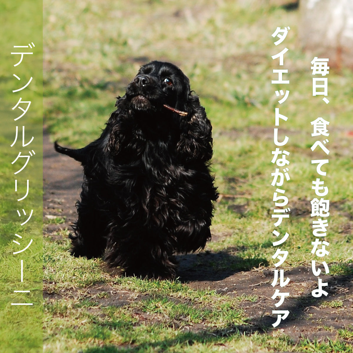 デンタル ガム 犬 おやつ 国産 無添加 小型犬 ペット オヤツ 甘噛み ストレス 解消 ペットグッズ ペット用 ペット用品 トリーツ 牛皮 ごほうび しつけ デンタルケア